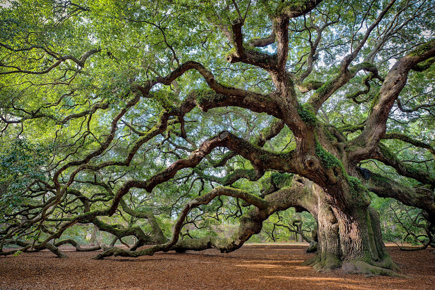 Live Oak Jigsaw Puzzle Live Oak Jigsaw Puzzle