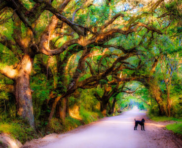 Live Oaks Jigsaw Puzzle