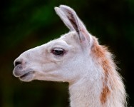 Llama