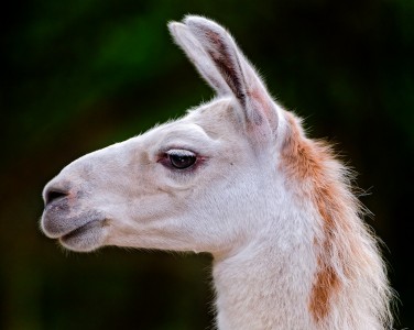 Llama Jigsaw Puzzle