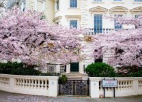 London Cherry Trees