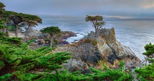 Lone Cypress Jigsaw Puzzle