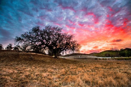 Lone Oak Jigsaw Puzzle