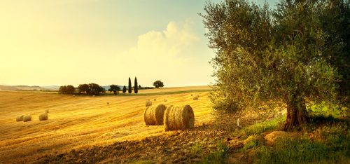 Lone Olive Tree Jigsaw Puzzle