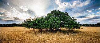 Lone Tree