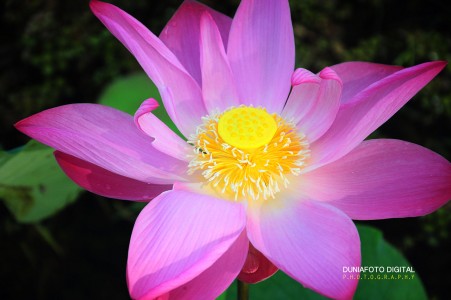 Lotus Flower Jigsaw Puzzle