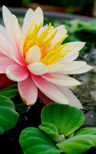 Lotus Flower Jigsaw Puzzle