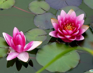 Lotus Flower Jigsaw Puzzle