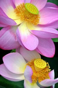 Lotus Pair Jigsaw Puzzle