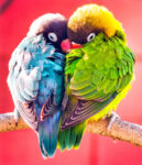 Lovebirds