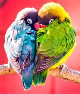 Lovebirds Jigsaw Puzzle