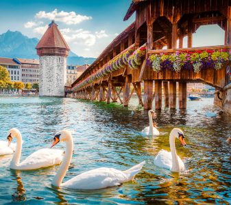 Lucerne Swans Jigsaw Puzzle