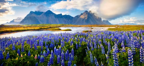 Lupine Meadow Jigsaw Puzzle