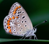 Lycaenid Butterfly