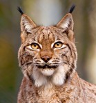 Lynx