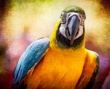 Macaw Jigsaw Puzzle