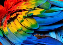 Macaw Feathers