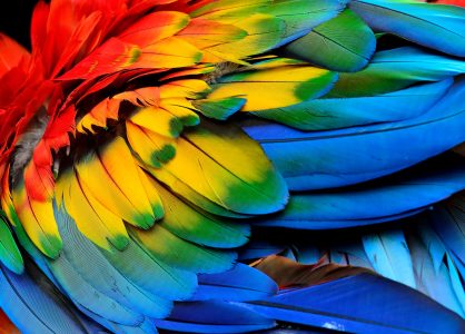 Macaw Feathers Jigsaw Puzzle