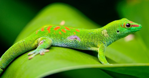 Madagascar Day Gecko Jigsaw Puzzle