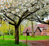 Magnolia Blossoms