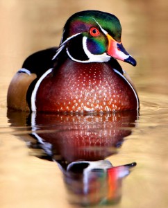 Wood Duck Jigsaw Puzzle