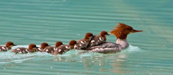 Mama and Ducklings