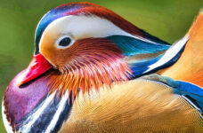 Mandarin Duck Jigsaw Puzzle
