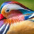 Mandarin Duck Jigsaw Puzzle