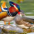Mandarin Duck Pair Jigsaw Puzzle