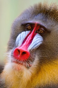 Mandrill Jigsaw Puzzle