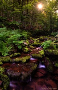 Maple Valley Stream Jigsaw Puzzle