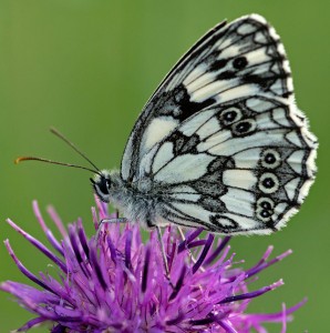 Marbled White Butterfly Jigsaw Puzzle
