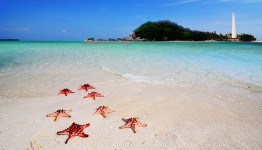 Marching Starfish