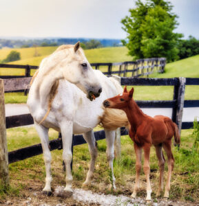 Mare and Colt Jigsaw Puzzle