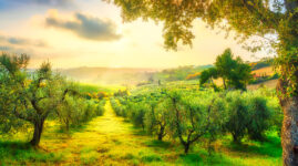 Maremma Olive Grove