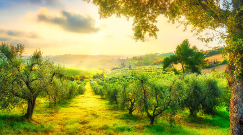 Maremma Olive Grove Jigsaw Puzzle