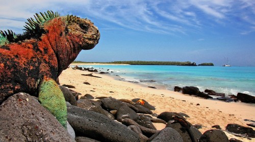 Marine Iguana Jigsaw Puzzle