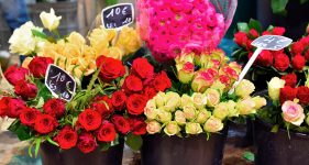 Market Roses