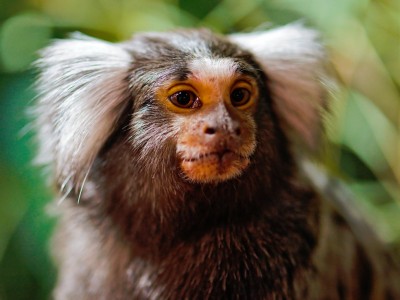 Marmoset Jigsaw Puzzle