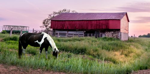 Maryland Horse Jigsaw Puzzle