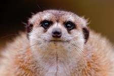 Meerkat Stare