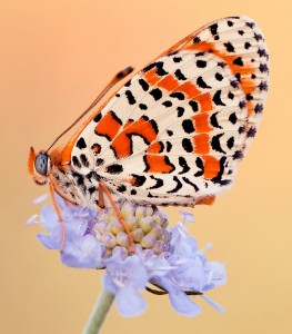 Melitaea Butterfly Jigsaw Puzzle