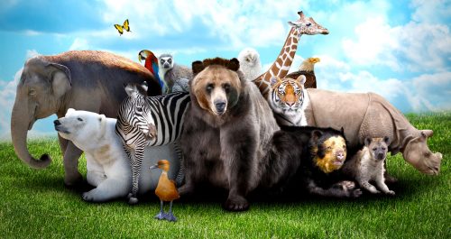 Menagerie Jigsaw Puzzle