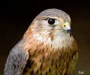 Merlin Falcon