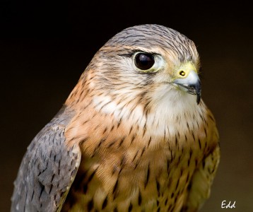 Merlin Falcon Jigsaw Puzzle