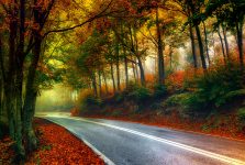 Misty Autumn Road