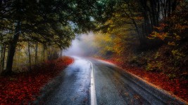 Misty Road