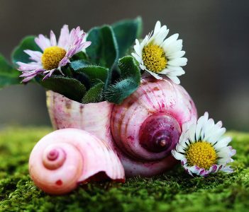 Mollusk Planter Jigsaw Puzzle