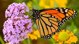 Monarch and Flower