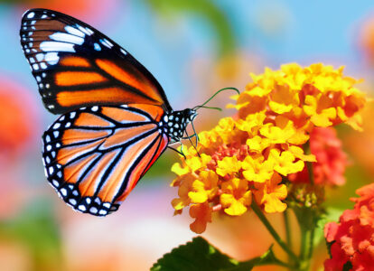 Monarch and Lantana Jigsaw Puzzle